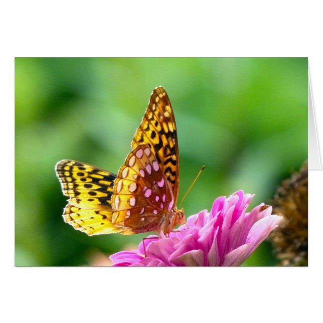 Grand Fritillaire (Devant horizontal)