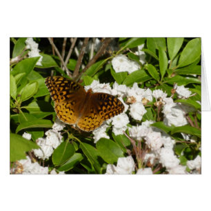 Grand Fritillaire à Miradors sur Kalmia à Feuilles