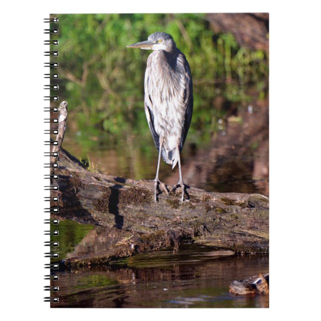 Grand Héron Bleu sur le journal du Carnet photo (Devant)