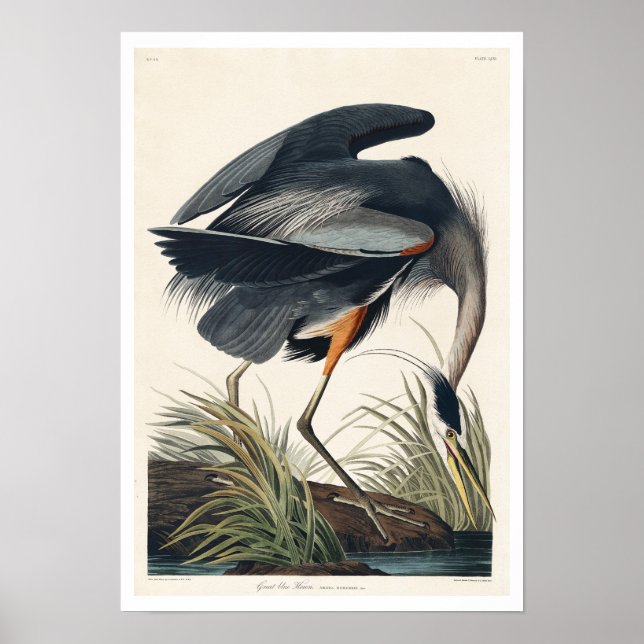 Grand héros bleu par Audubon Poster (Devant)