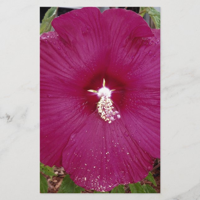 grand Hibiscus rouge foncé (Devant)