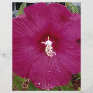 grand Hibiscus rouge foncé