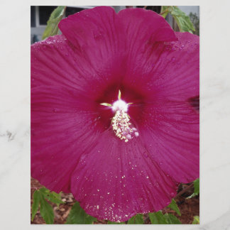 grand Hibiscus rouge foncé