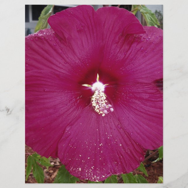 grand Hibiscus rouge foncé (Devant)