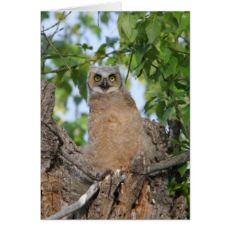 Grand hibou à cornes de débutant