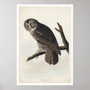 Grand hibou cendré par Audubon Poster