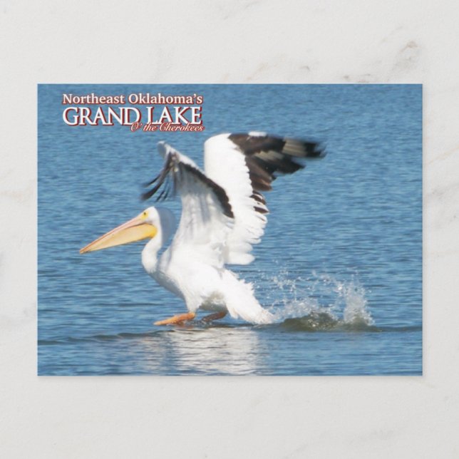 Grand Lake Oklahoma carte postale pélican 16v1 (Devant)