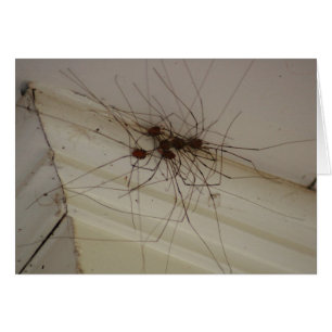 grand papa longues jambes cadeaux d'araignée