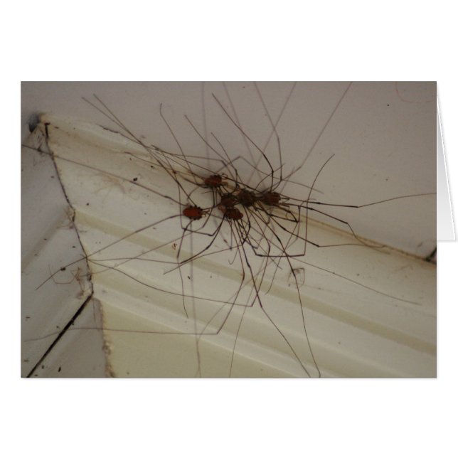 grand papa longues jambes cadeaux d'araignée (Devant horizontal)
