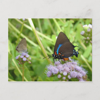 Grand papillon pourpre Hairstreak Carte postale