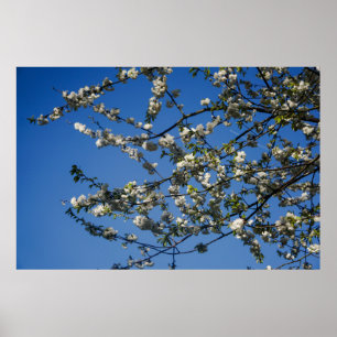 Grand poster - Branches de cerisier sauvage