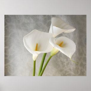 grand poster de calla lilies