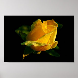 Grand Poster de Rose Jaune
