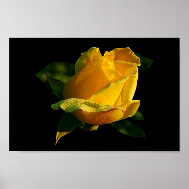 Grand Poster de Rose Jaune (Devant)