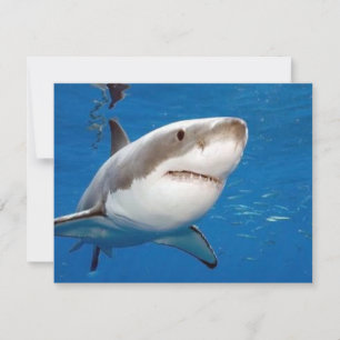 Grand requin blanc