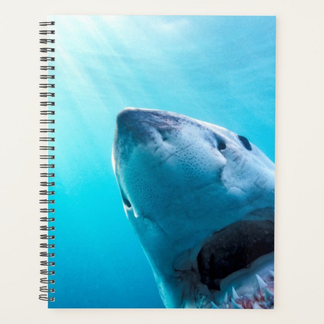 Grand requin blanc | Afrique du Sud (Devant)