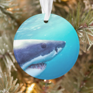Grand requin blanc Afrique du Sud