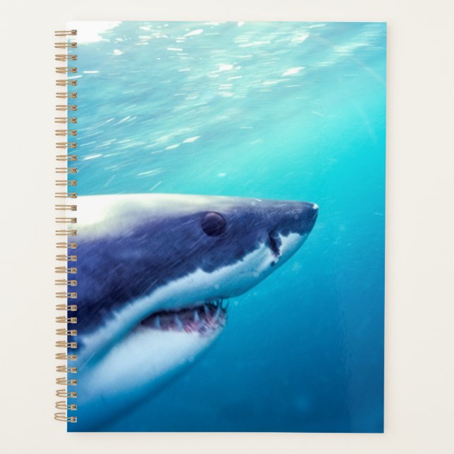 Grand requin blanc | Afrique du Sud (Devant)