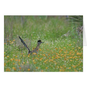Grand Roadrunner, Geococcyx