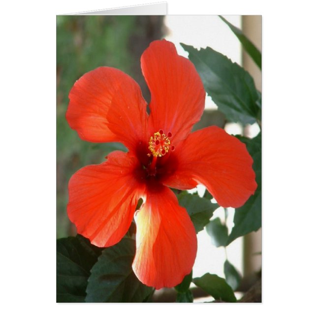 Grand rouge (Devant)