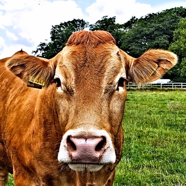 Grand Sac Cadeau COW Cute (A photographic design of a cute cow.)