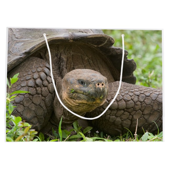 Grand Sac Cadeau Tortue géante (Dos)