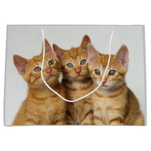 Grand Sac Cadeau Trois chatons mignons de gingembre côte à côte