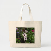 Marguerite africaine blanche