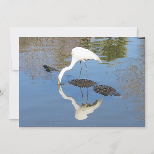 Grand tour d'aigrette sur Alligator - Carte plate (Devant)