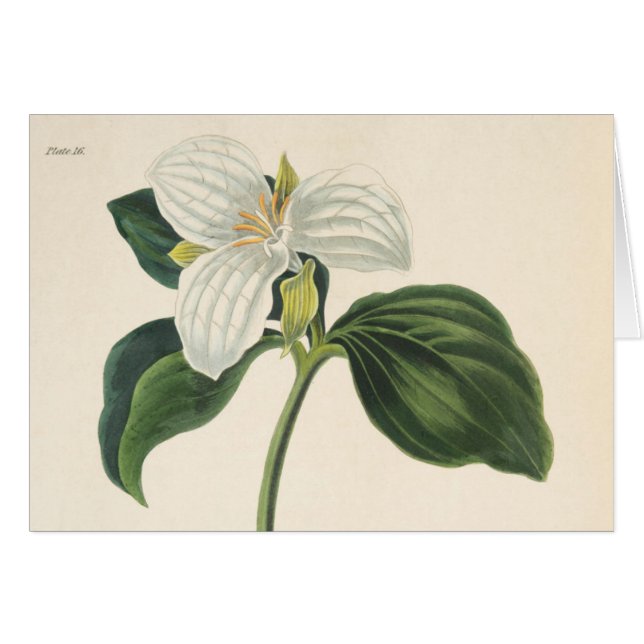 Grand Trillium fleuri (Devant horizontal)