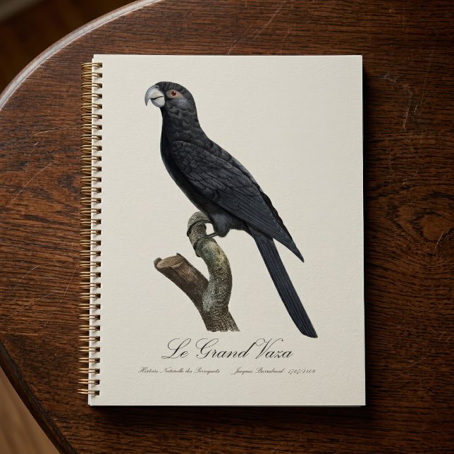 Grand Vasa, Coracopsis Vasa Illustration (Greater Vasa Parrot, Coracopsis Vasa Illustration. Planner)