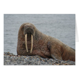 Grand Walrus sur rochers