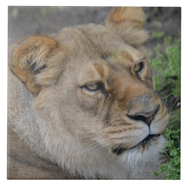 Grande (6" X 6") Carreaux photo en céramique (Devant)