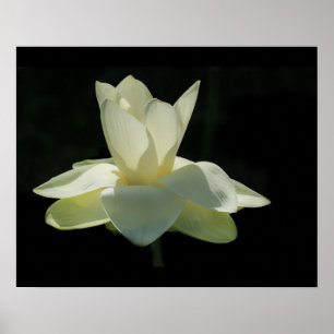 Grande affiche blanche de fleurs de lotus