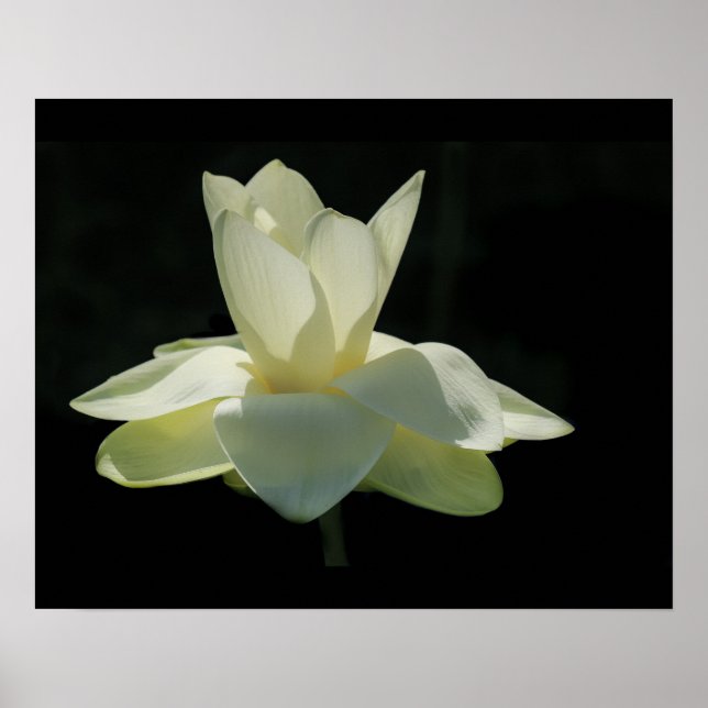 Grande affiche blanche de fleurs de lotus (Devant)