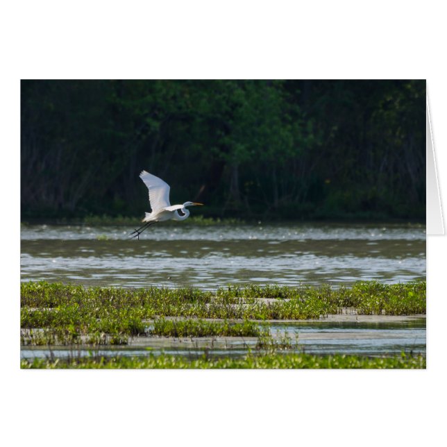 Grande Aigrette Blanche en Vol (Devant Horizontal)