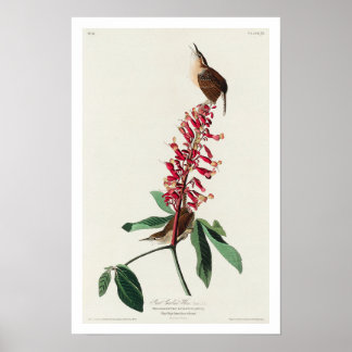 Grande Caroline Wren par Audubon Poster