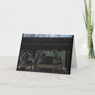 Grande carte Dane Halloween