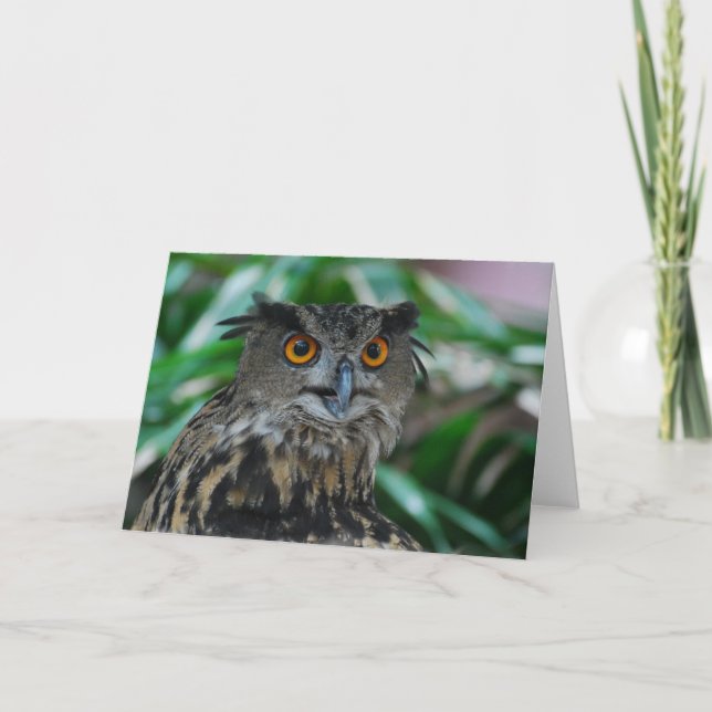 Grande carte de voeux de hibou (Devant)