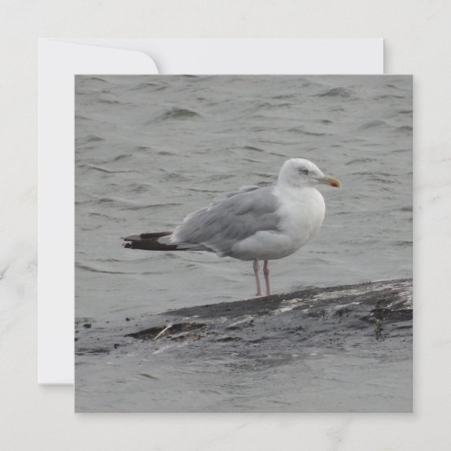 Grande carte plate seagul (Devant)