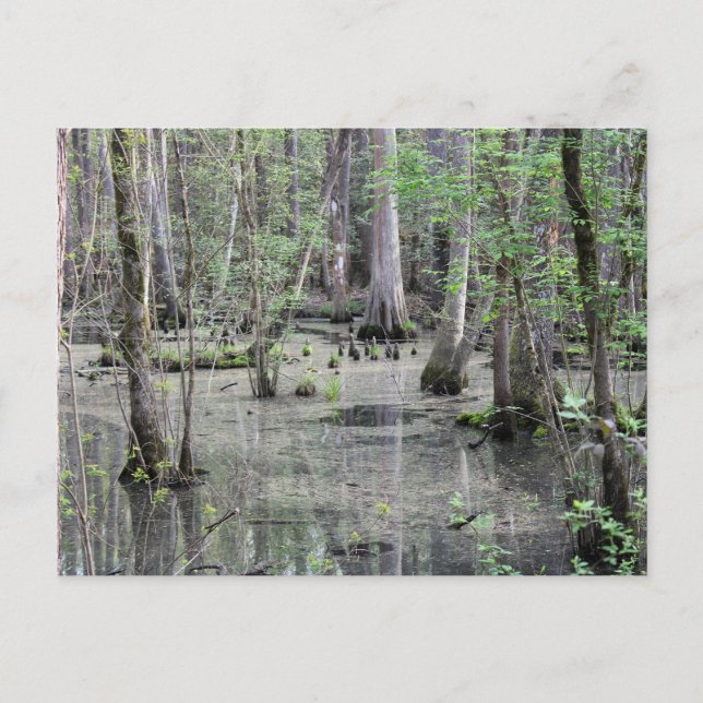 Grande carte postale de marais tressé (Devant)