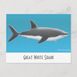 Grande carte postale de requin blanc