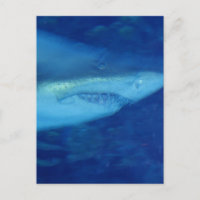 Grande carte postale de requin blanc