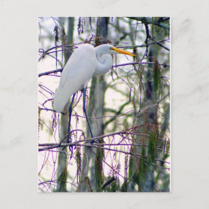 GRANDE CARTE POSTALE EGRET