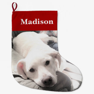Grande Chaussette De Noël Photo de mignon Chien rouge