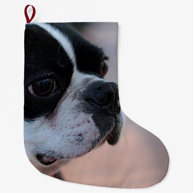 Grande Chaussette De Noël Terrier de Boston (Devant)