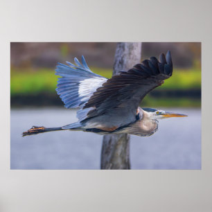 Grande Héron Bleu Vol Impression Art d'oiseau fa