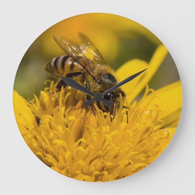 Grande Horloge Ronde Abeille africaine de miel avec l'alimentation de (Recto)