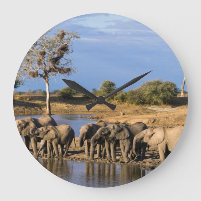 Grande Horloge Ronde African Bush Elephant (Recto)