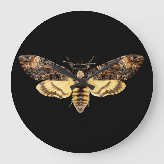 Grande Horloge Ronde african death head moth butterfly insect Acheronti (Recto)